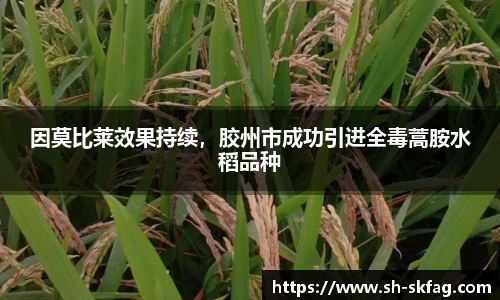 因莫比莱效果持续，胶州市成功引进全毒蒿胺水稻品种